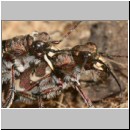 Cicindela hybrida - Duenen-Sandlaufkaefer 02 Sandgrube Niedringhaussee.jpg